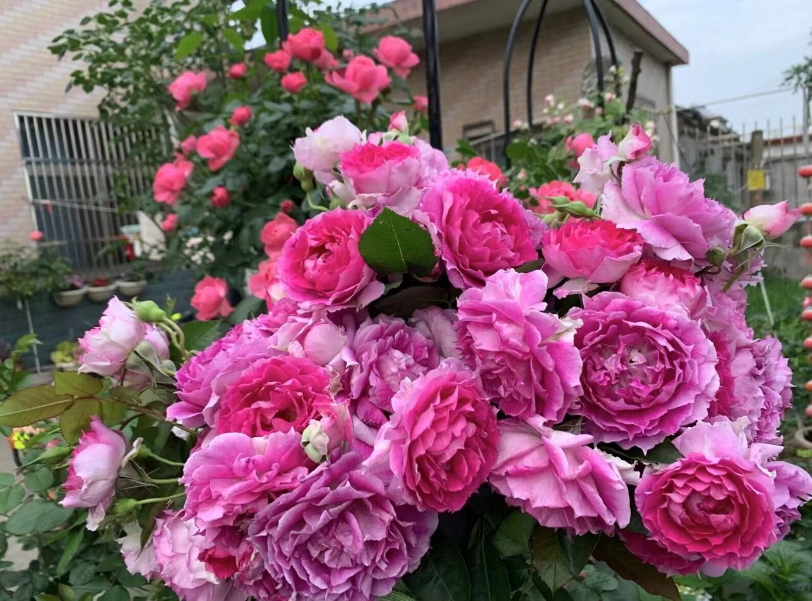 Rose【Scheherazade| シェエラザード】-1.5 Gal OwnRoot | Rare Rose| Strong Fragrance| Award-winning |Ruffle lace| Thornless | 天方夜谭| Sun-tolerant