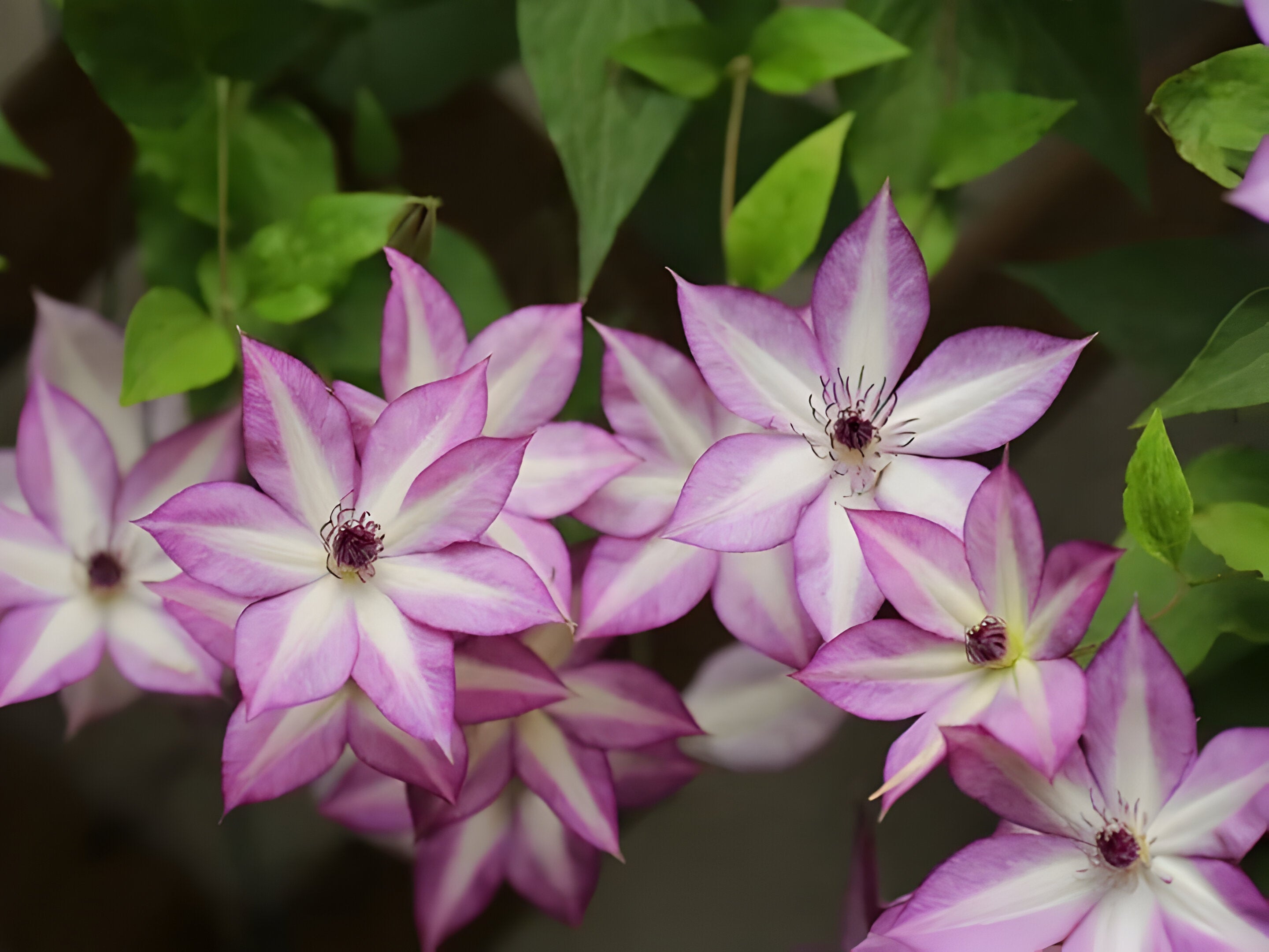 Clematis