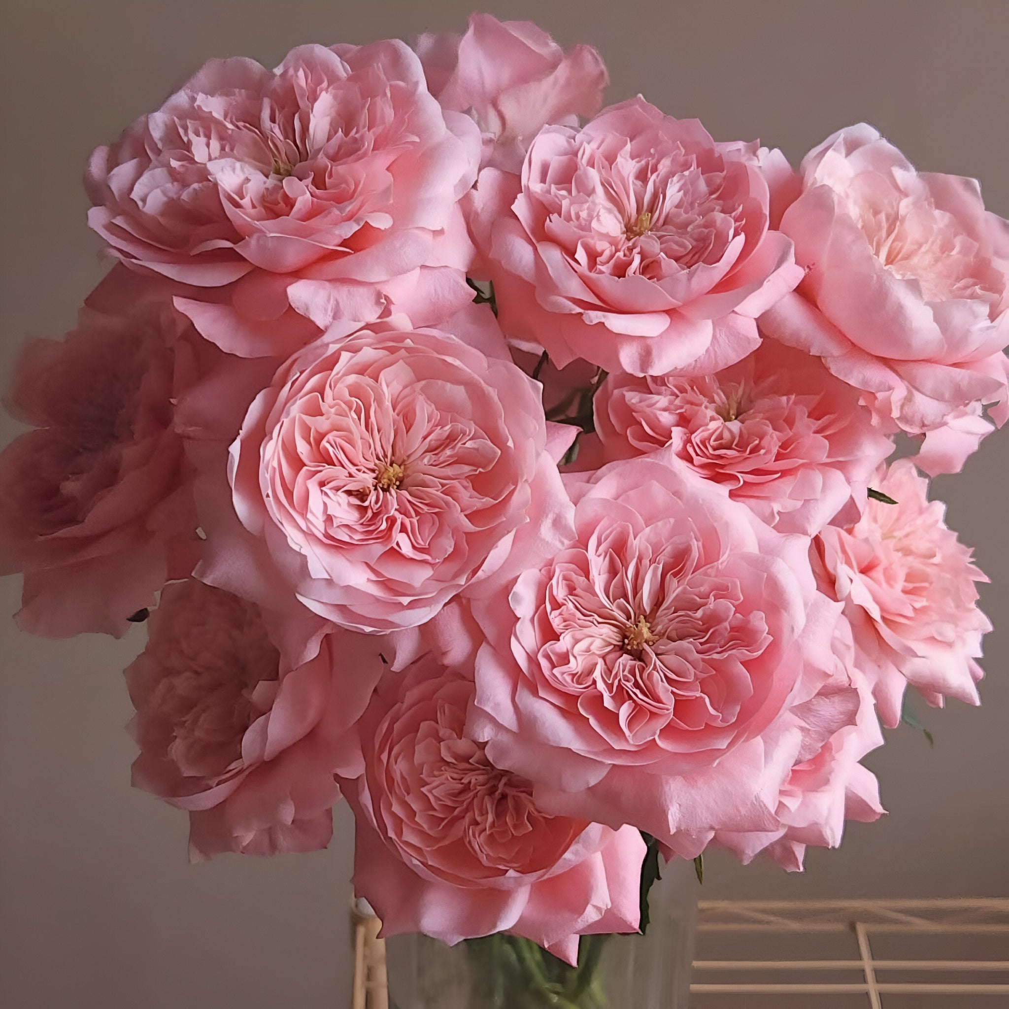 Mikoto rose-美琴｜Japanese Cut Rose