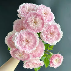 RongRongYue Rose-溶溶月｜Chinese shrub Rose