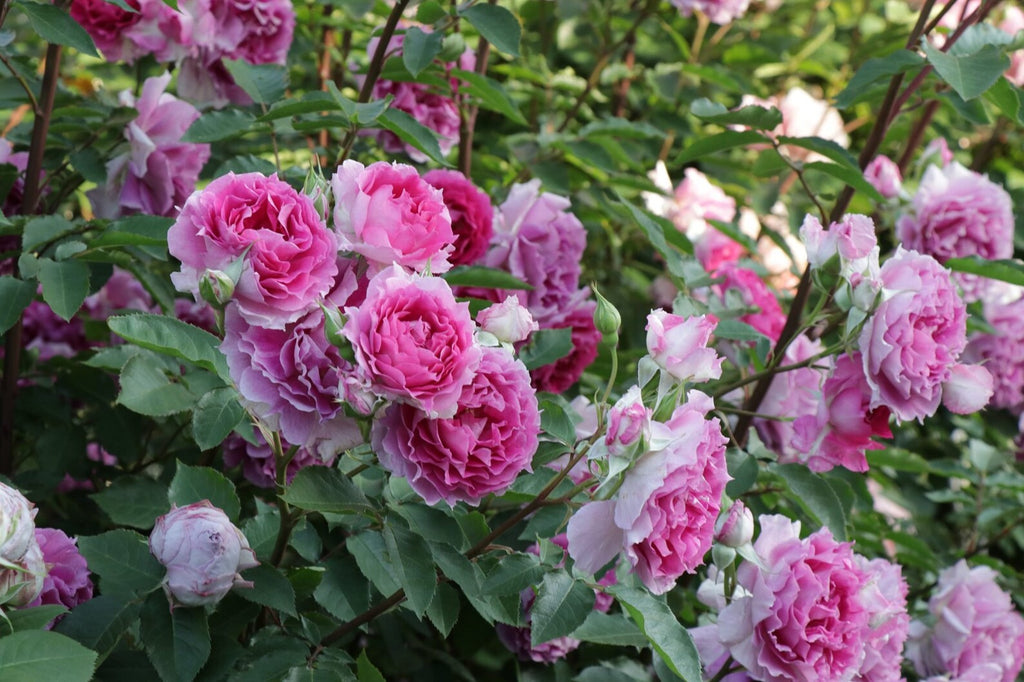 Rose【Scheherazade| シェエラザード】-1.5 Gal OwnRoot | Rare Rose| Strong Fragrance| Award-winning |Ruffle lace| Thornless | 天方夜谭| Sun-tolerant