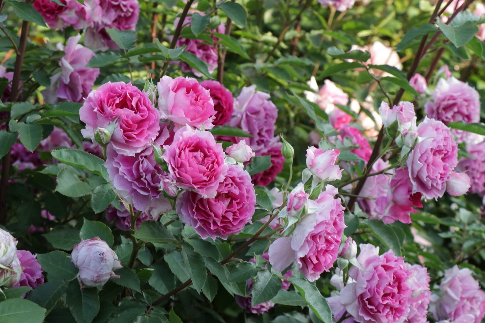 Rose【Scheherazade| シェエラザード】-1.5 Gal OwnRoot | Rare Rose| Strong Fragrance| Award-winning |Ruffle lace| Thornless | 天方夜谭| Sun-tolerant