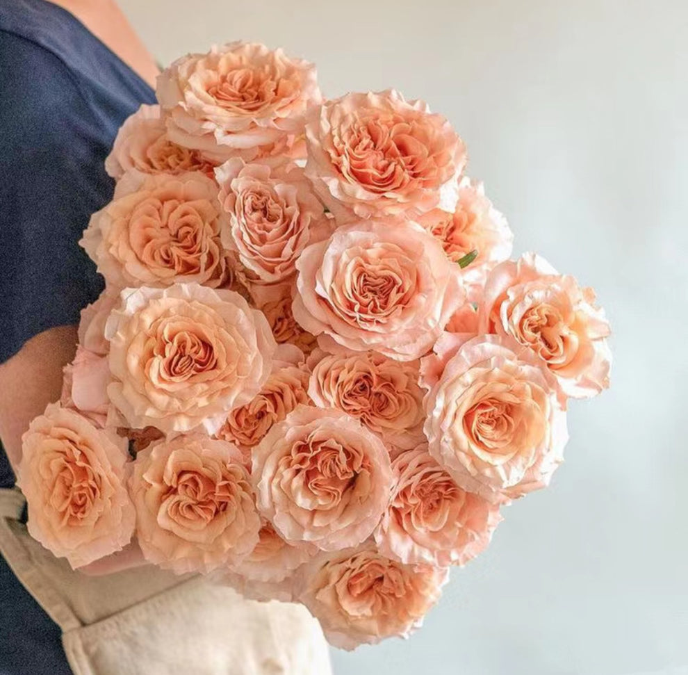 Shimmer rose-微光｜Germany Cut Rose