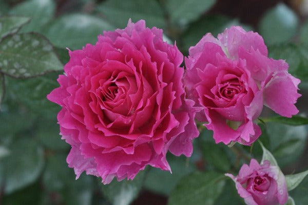Rose【Scheherazade| シェエラザード】-1.5 Gal OwnRoot | Rare Rose| Strong Fragrance| Award-winning |Ruffle lace| Thornless | 天方夜谭| Sun-tolerant