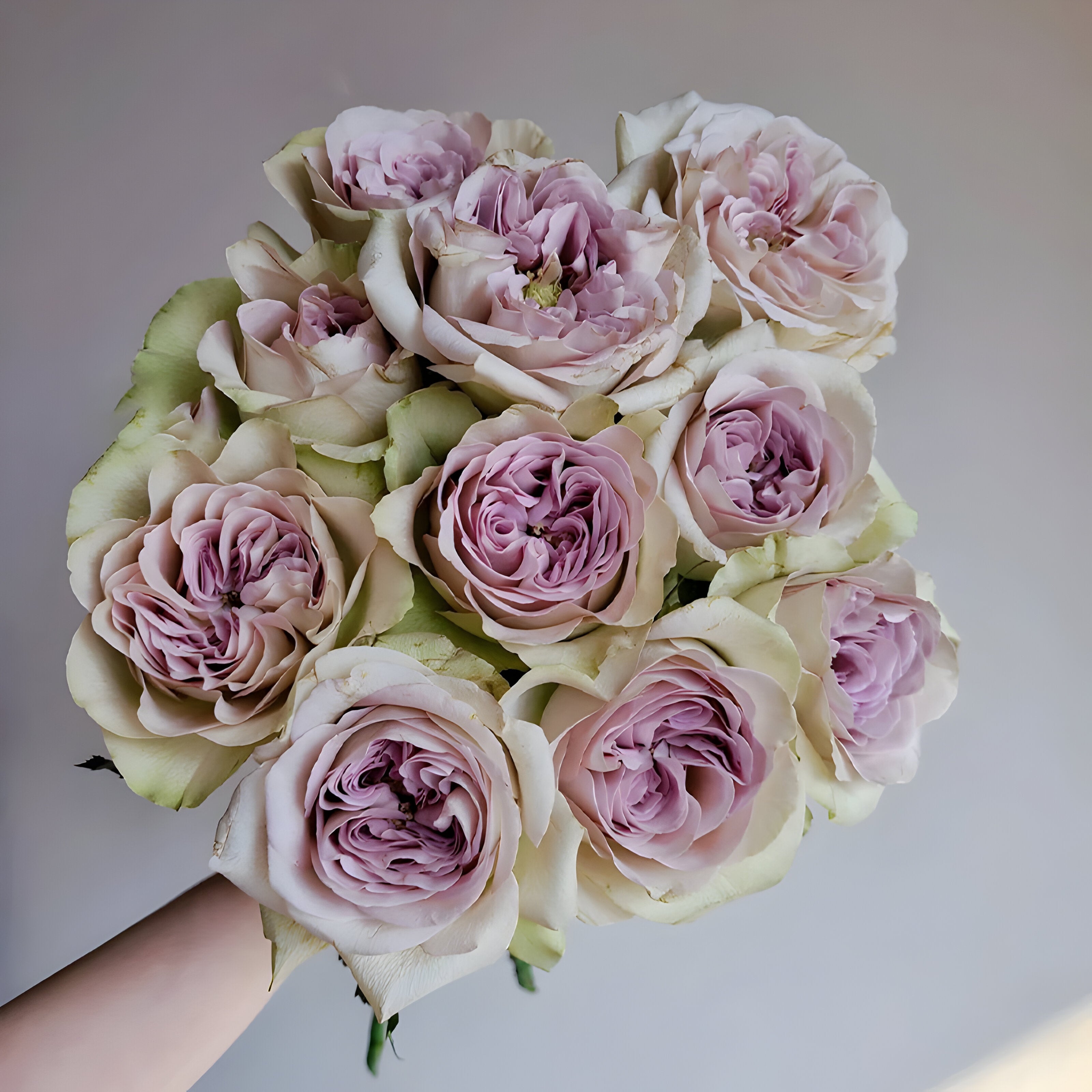 Rose notre dame 巴黎圣母院  Fragrance Strong