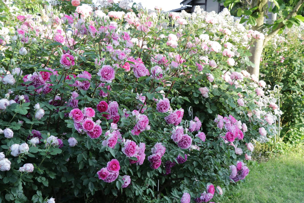 Rose【Scheherazade| シェエラザード】-1.5 Gal OwnRoot | Rare Rose| Strong Fragrance| Award-winning |Ruffle lace| Thornless | 天方夜谭| Sun-tolerant