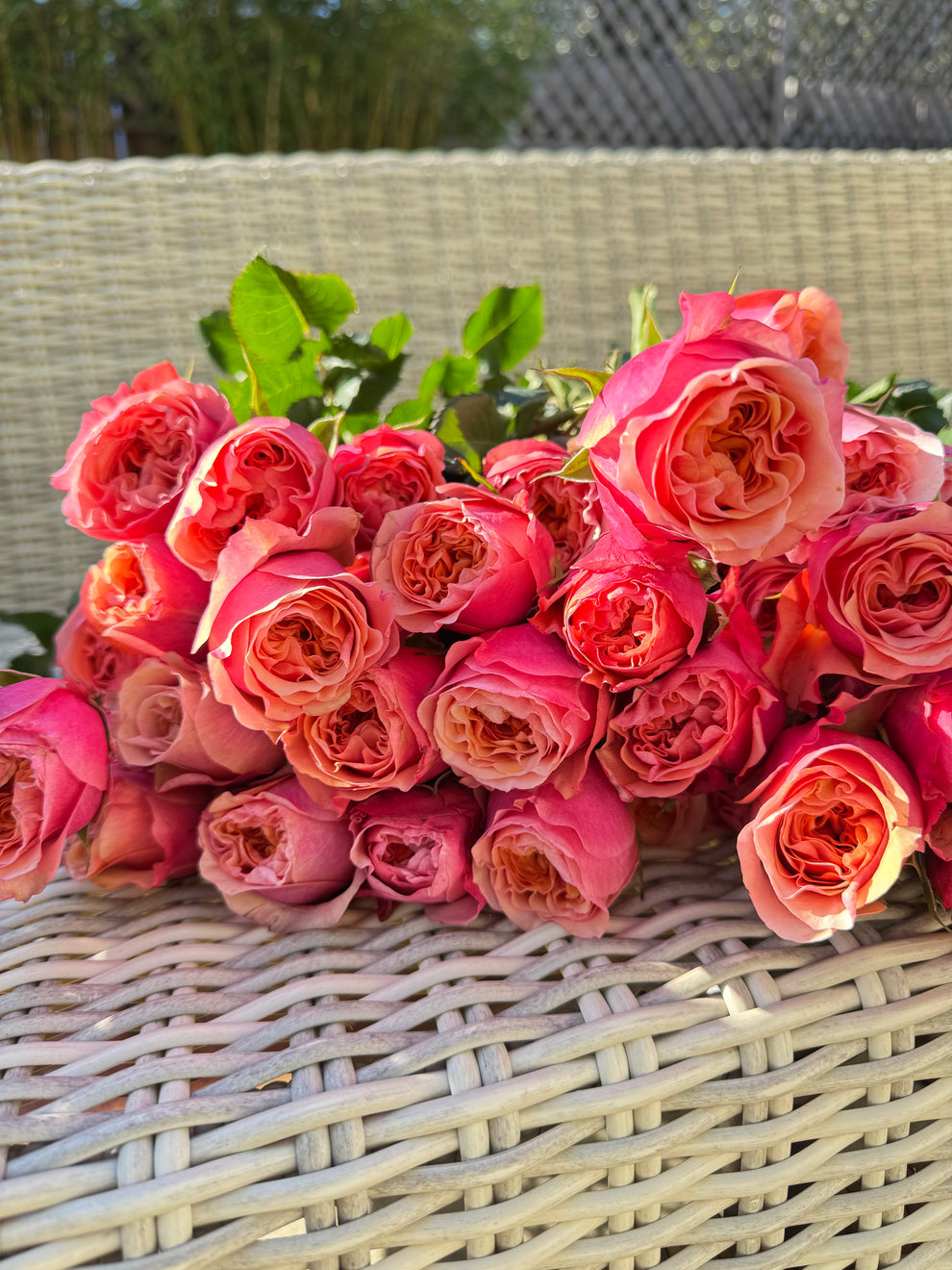 South Park Rose-南方公园｜Netherlands Cut Rose