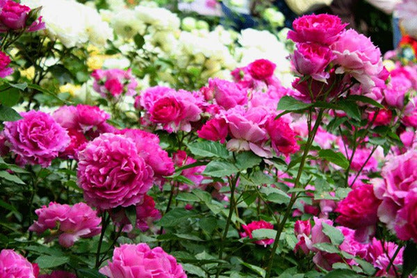Rose【Scheherazade| シェエラザード】-1.5 Gal OwnRoot | Rare Rose| Strong Fragrance| Award-winning |Ruffle lace| Thornless | 天方夜谭| Sun-tolerant