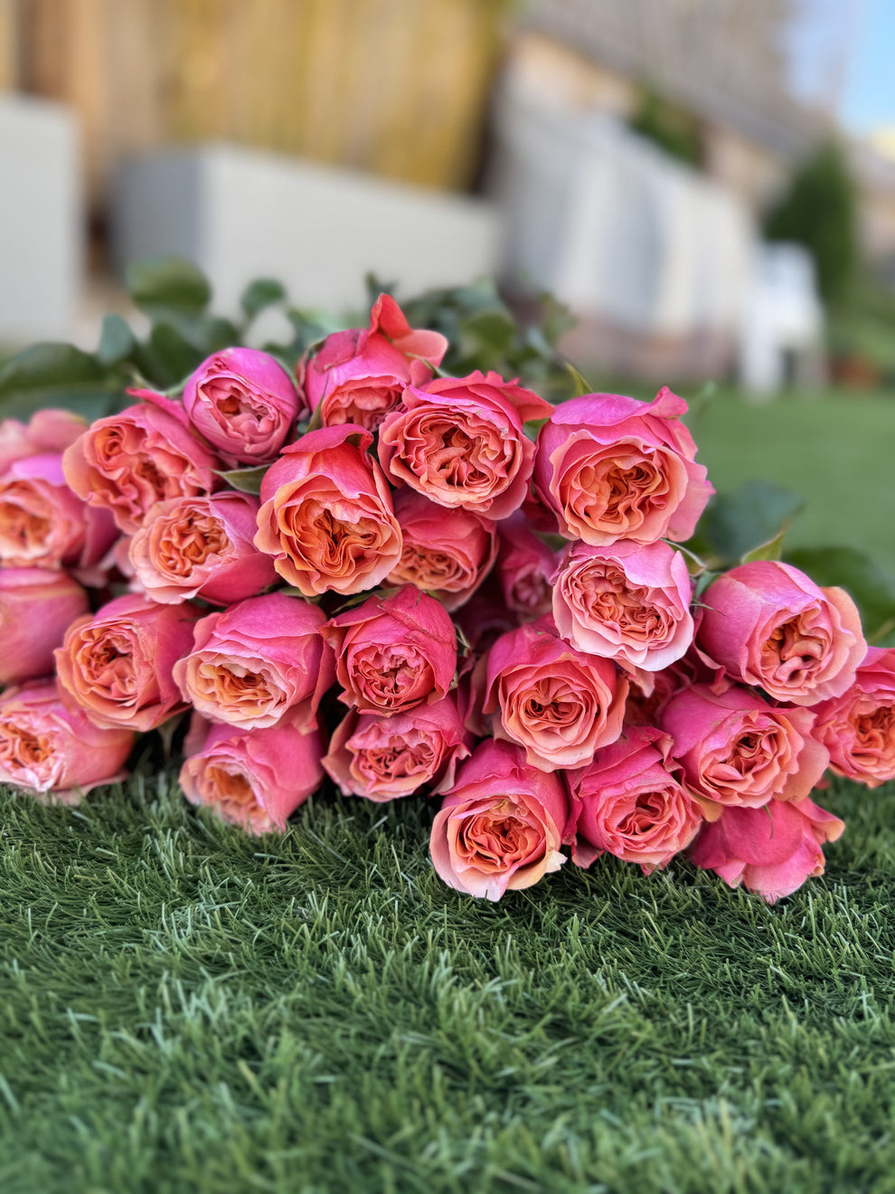 South Park Rose-南方公园｜Netherlands Cut Rose