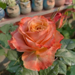 Funky Peach Rose-方可桃 | Netherland Cut Roses