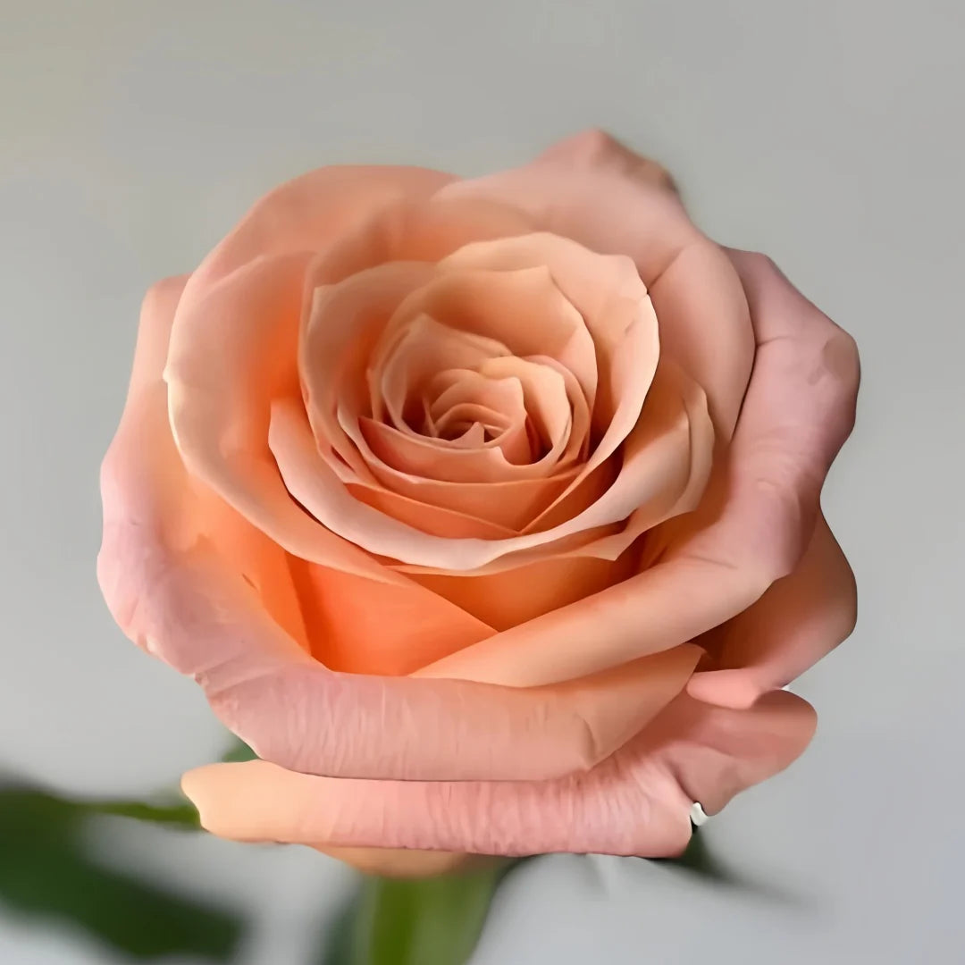 Shimmer rose-微光｜Germany Cut Rose