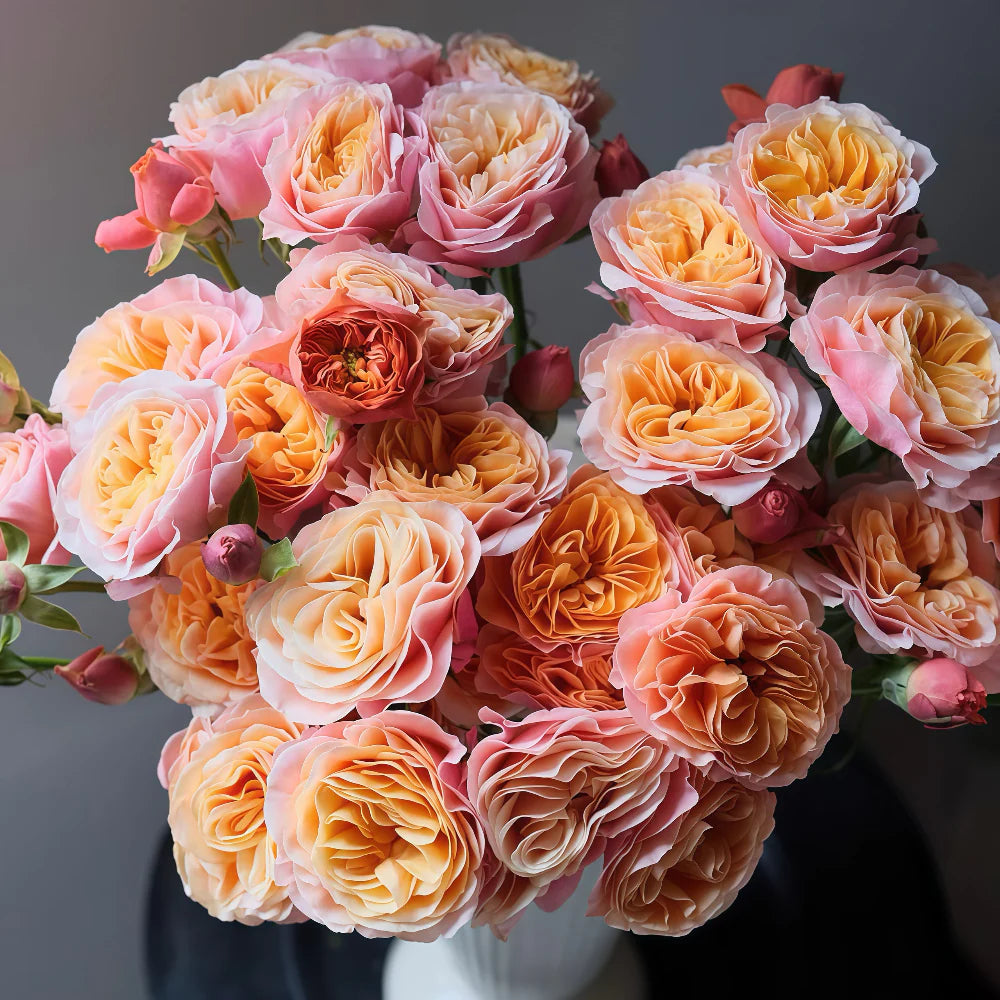 South Park Rose-南方公园｜Netherlands Cut Rose