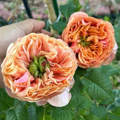 South Park Rose-南方公园｜Netherlands Cut Rose