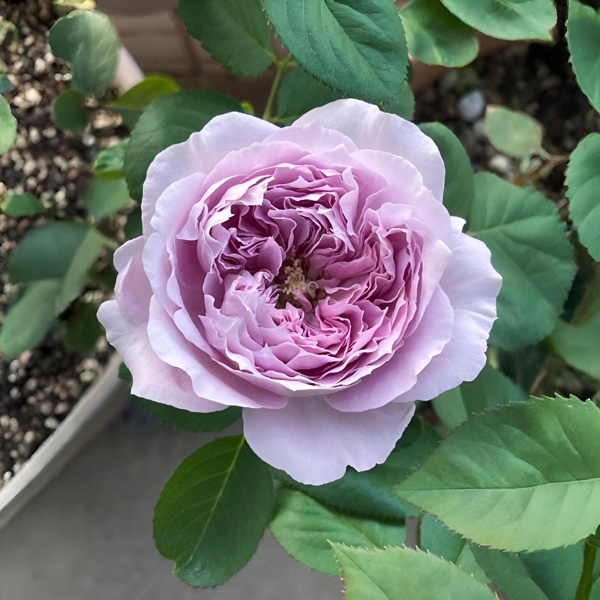 Repartil  重启 Japanese Purple Rose