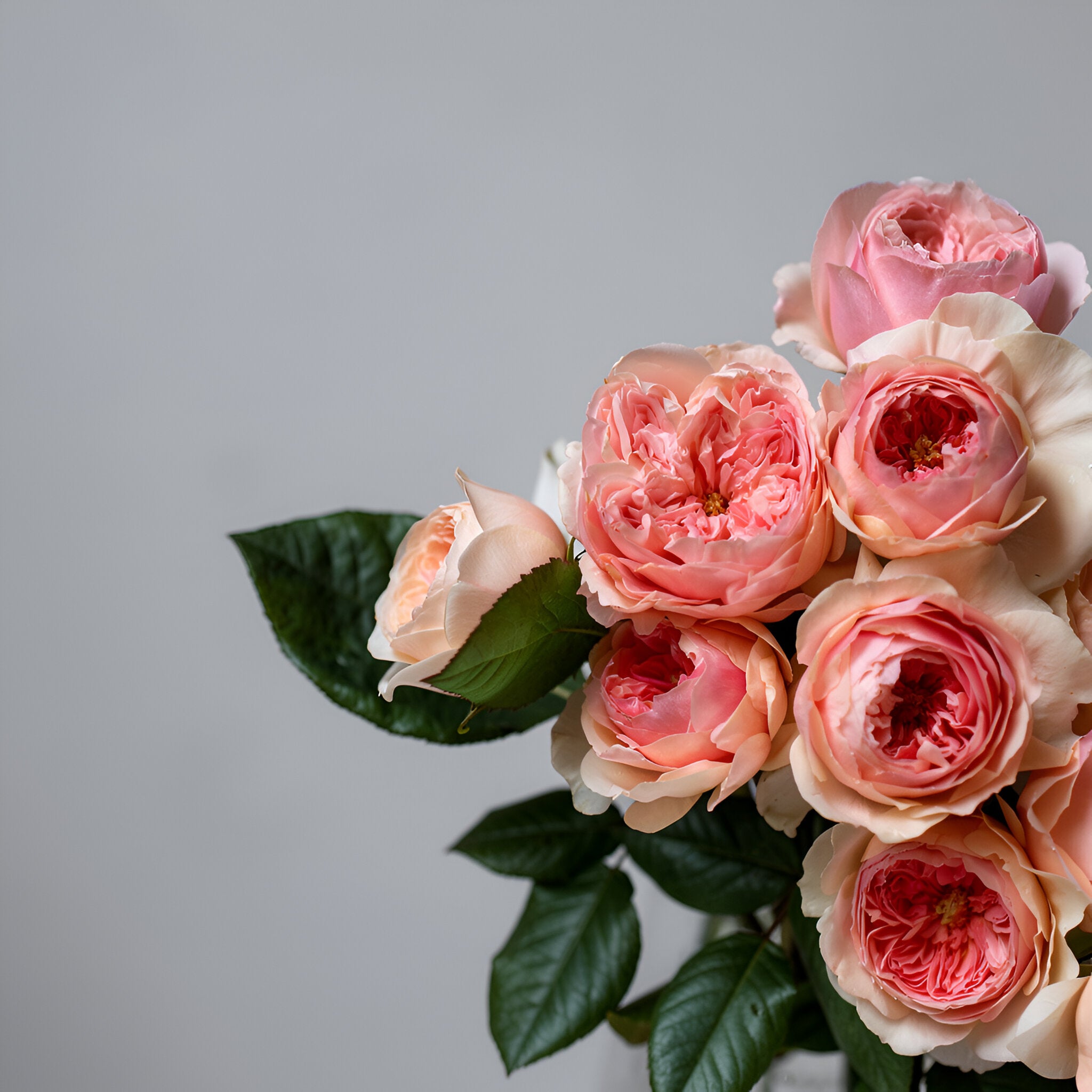 Rose Masora マソラ 真宙 Japanese Rose Heat resistance. 1 Gallon Live plant