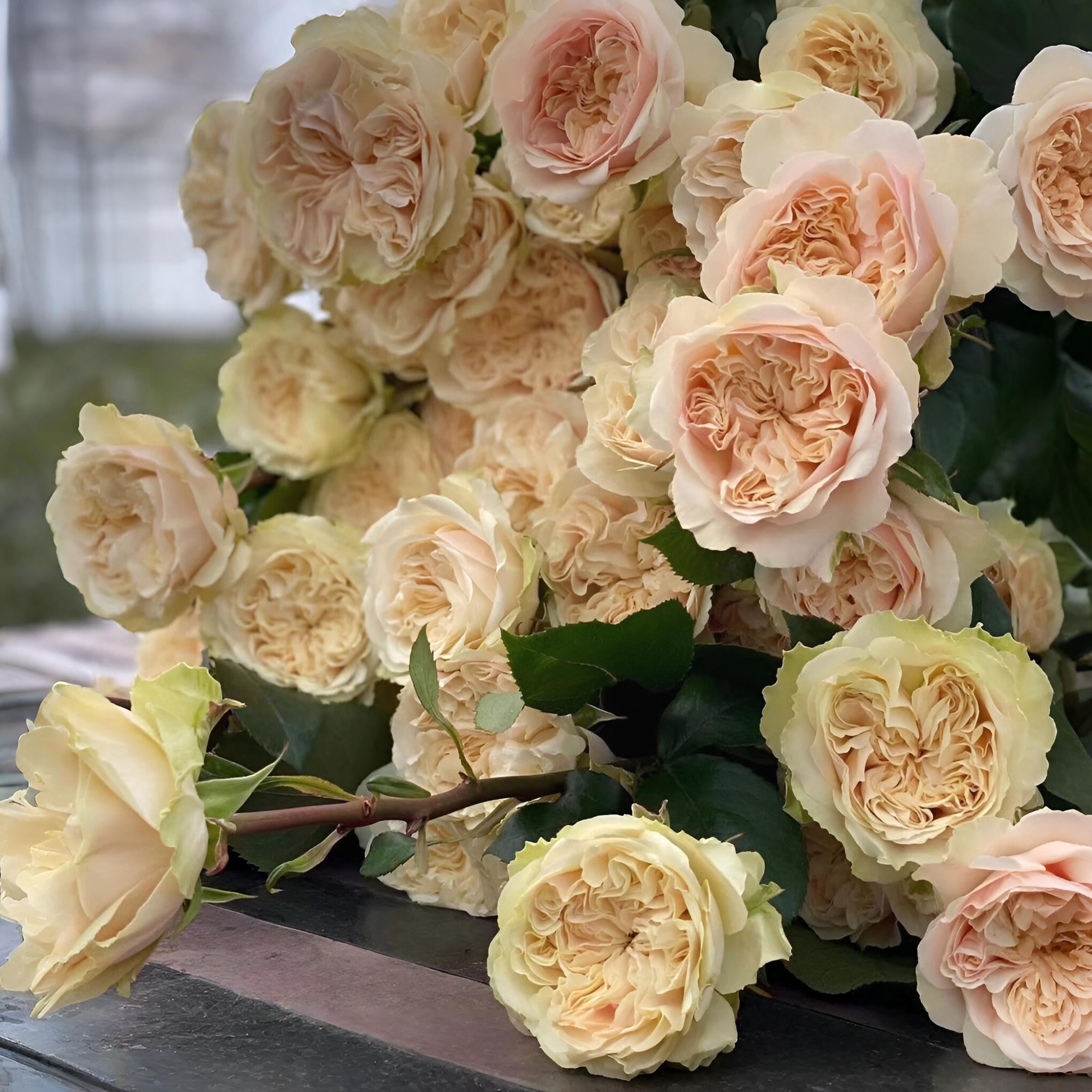 Victoria Wedding Rose-维多利亚婚礼