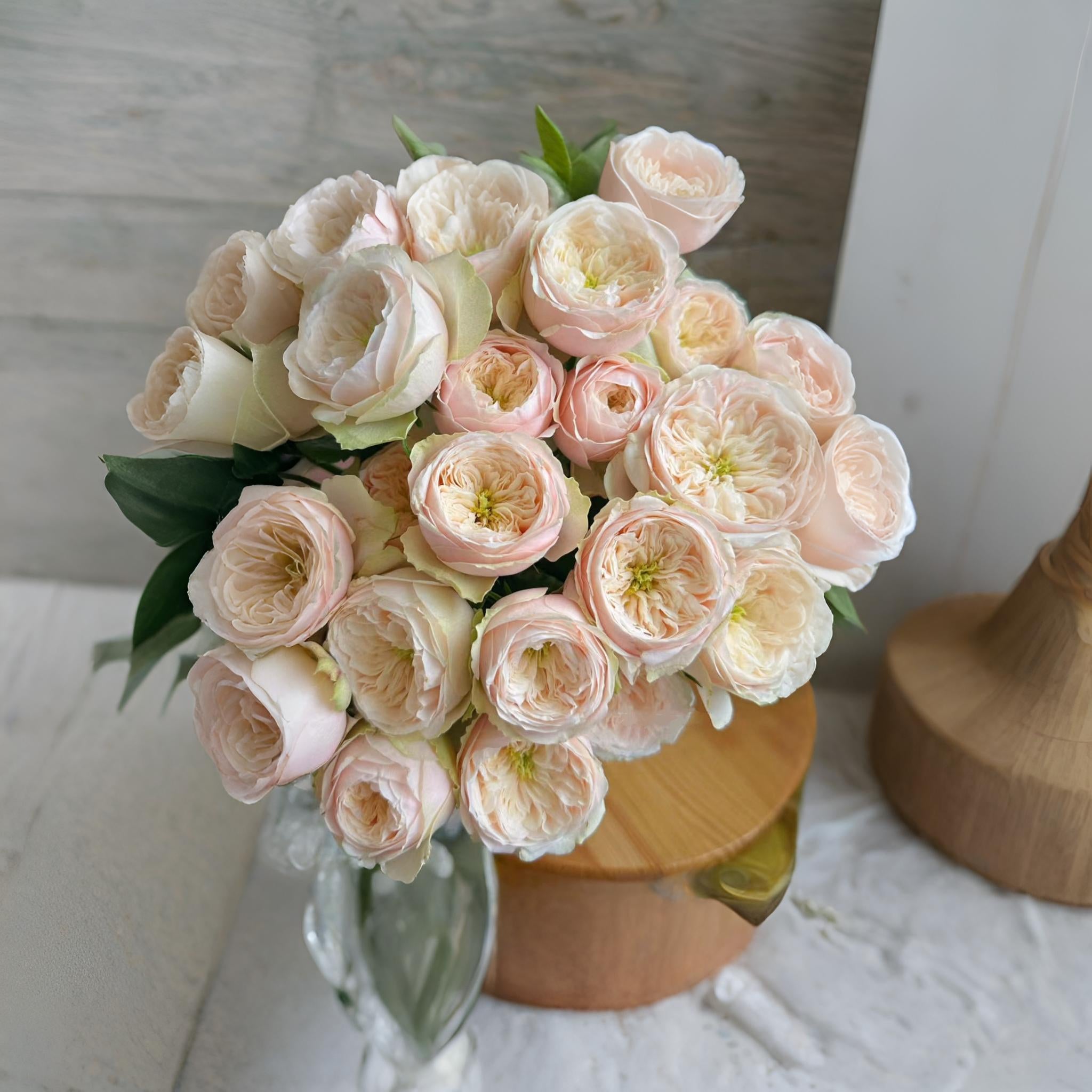 Darlington – Cream & Peach Dutch Florist Rose