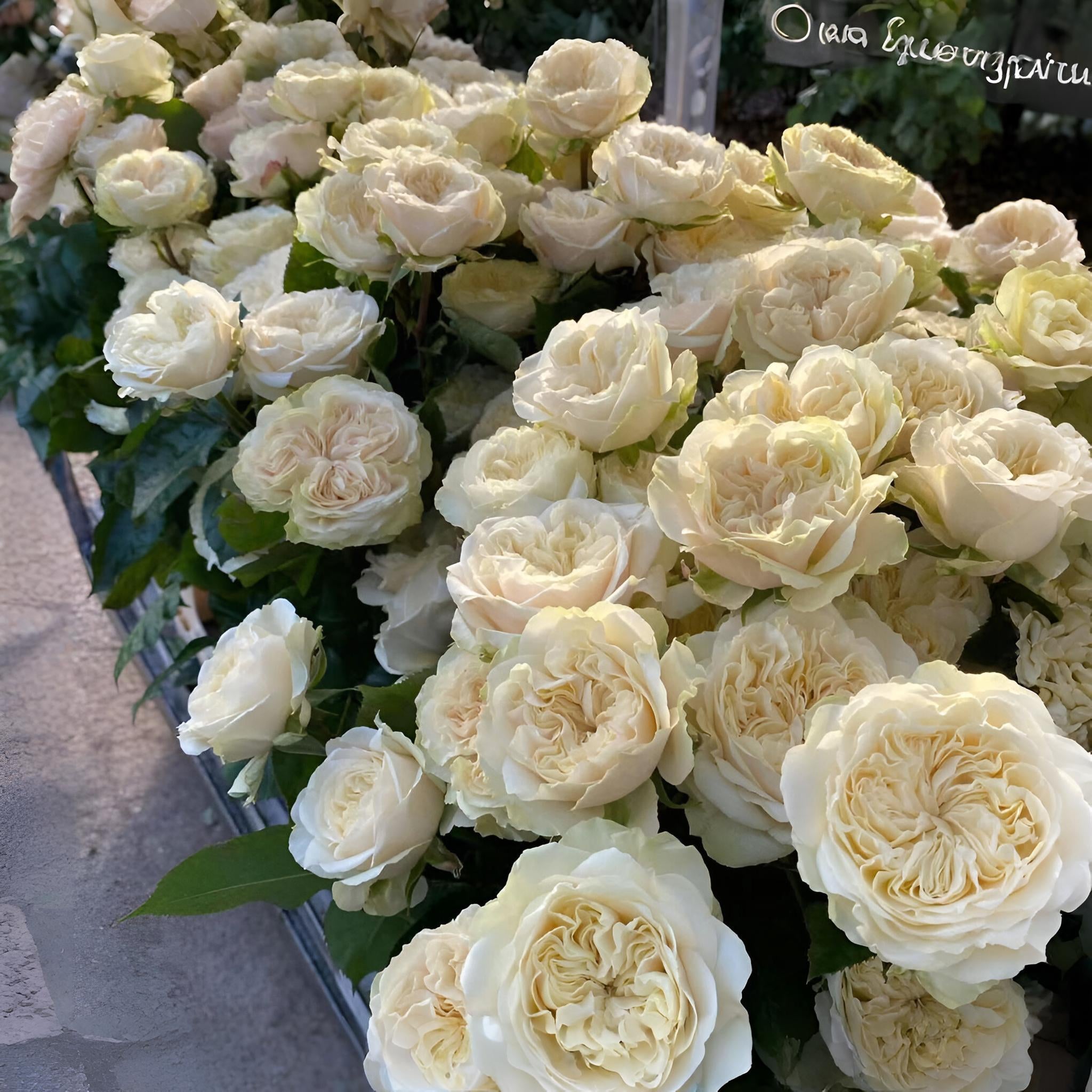 Victoria Wedding Rose-维多利亚婚礼