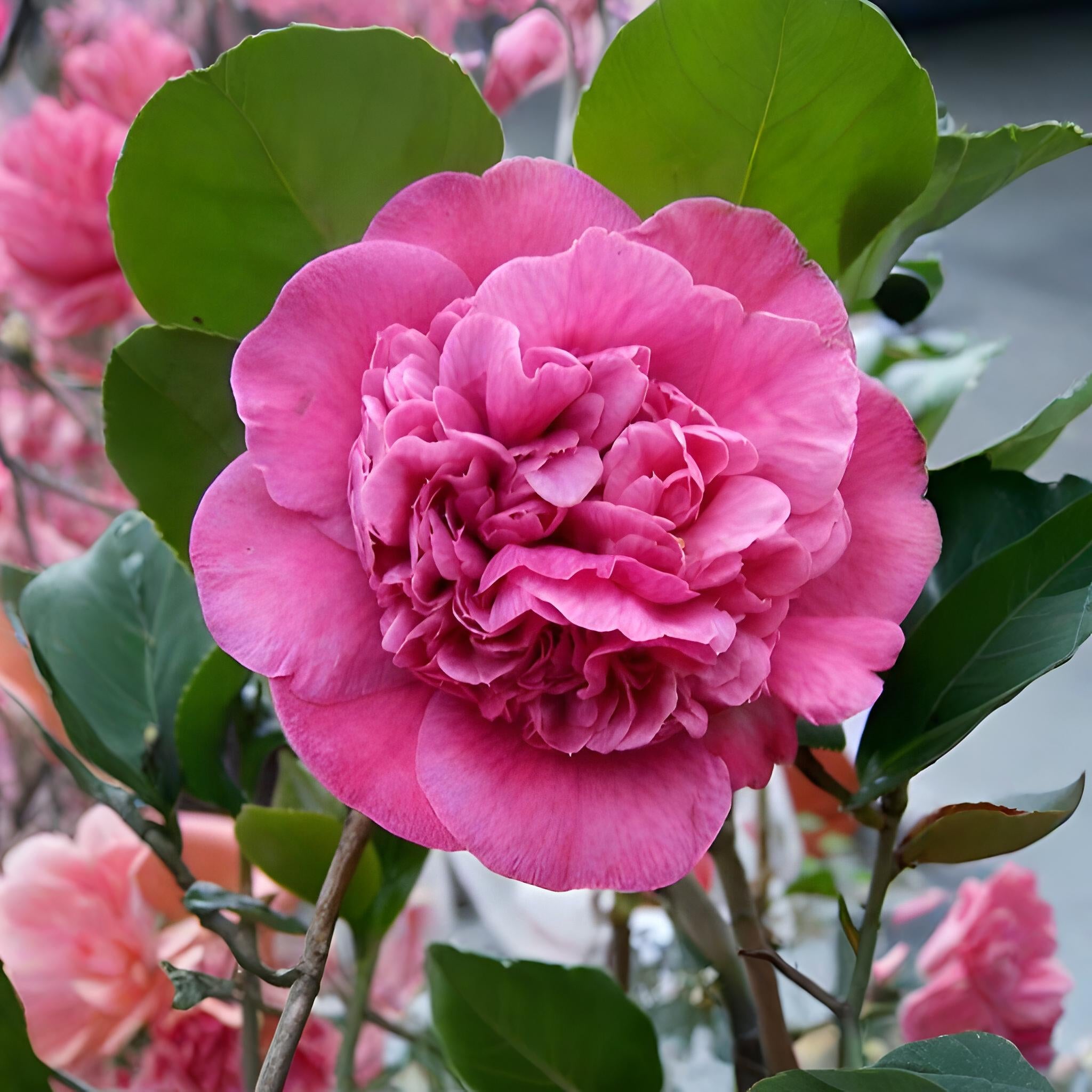 Camellia
