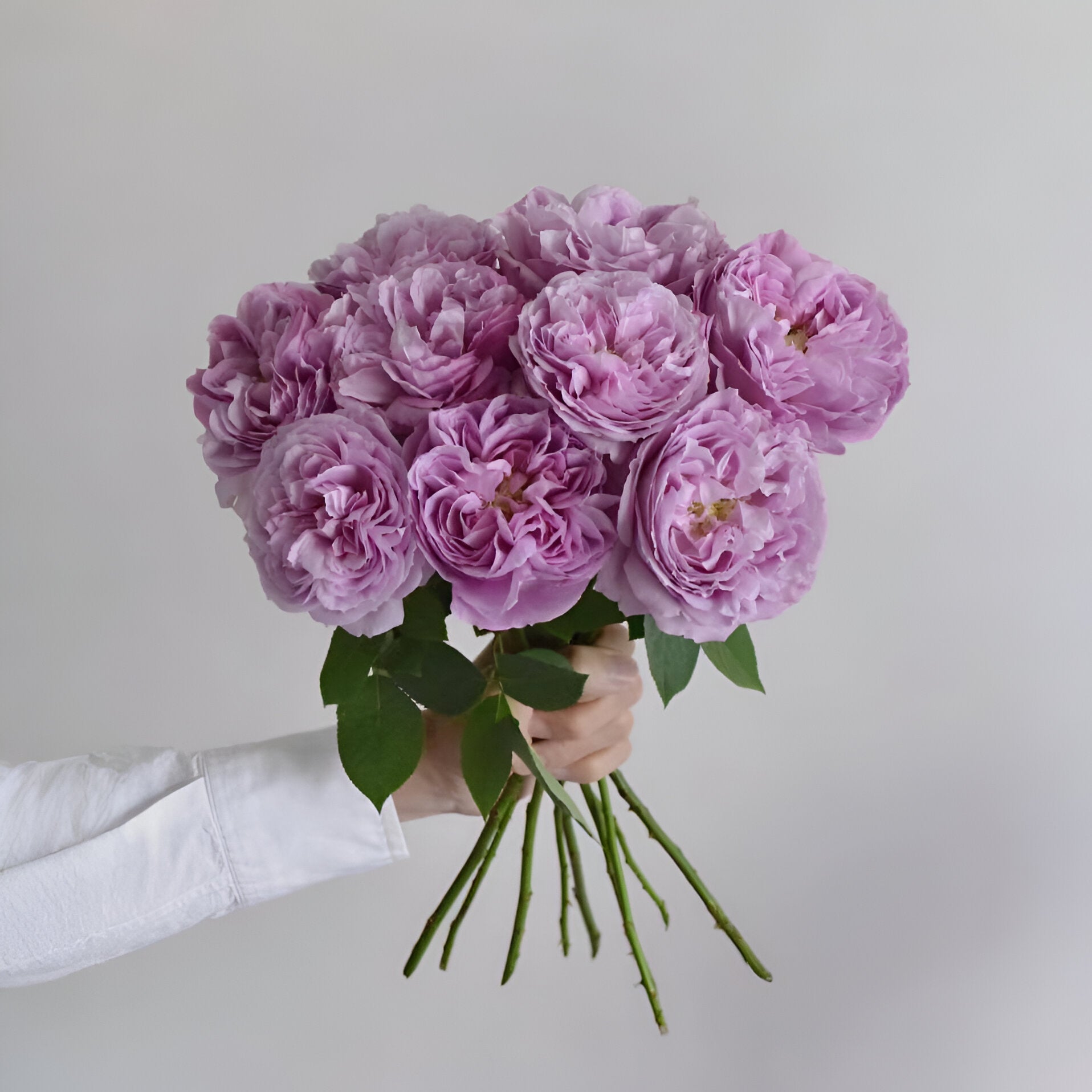 Repartil  重启 Japanese Purple Rose